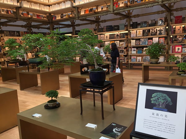 盆栽の美