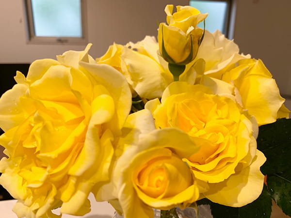 ゴールドバニー