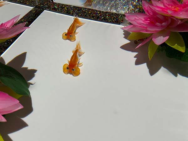 水泡眼･上から