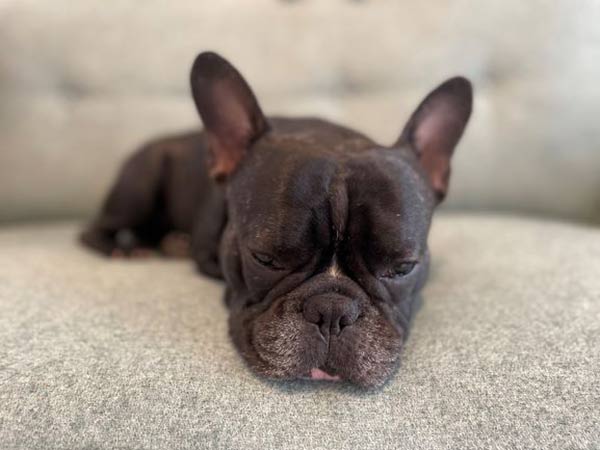 ソファで寝るイヌ