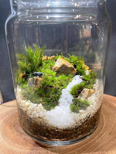 苔テラリウム近藤作