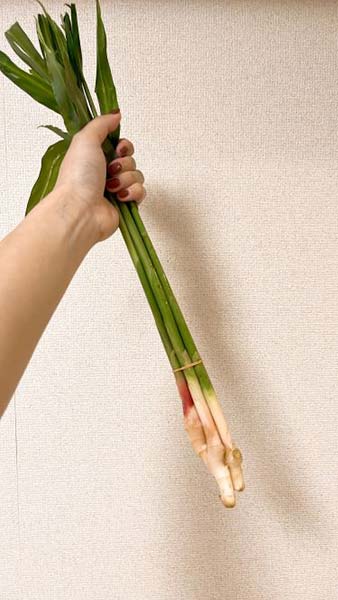葉しょうが生