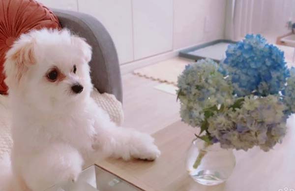 あじさいわんこ