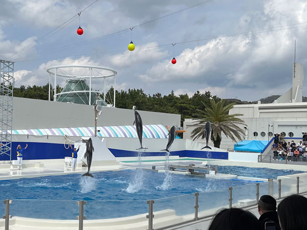 写真2イルカショー