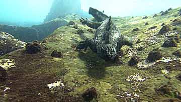 $B%,%i%Q%4%9=tEg!J?eCfJT!K(B