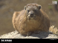 $BCO5e;K%7%j!<%:(B I $B%1%K%