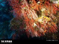 $B%3%k%7%+Eg$N%]%k%HOQ<~JU(B