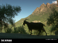 $B%3%k%7%+Eg$N%]%k%HOQ<~JU(B