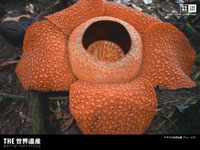 $B%-%J%P%k<+A38x1`!J%^%l!<%7%