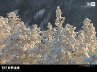 $B%l%J@n$N@PCl<+A38x1`(B