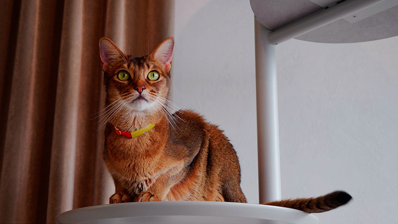 次世代のペットグッズ