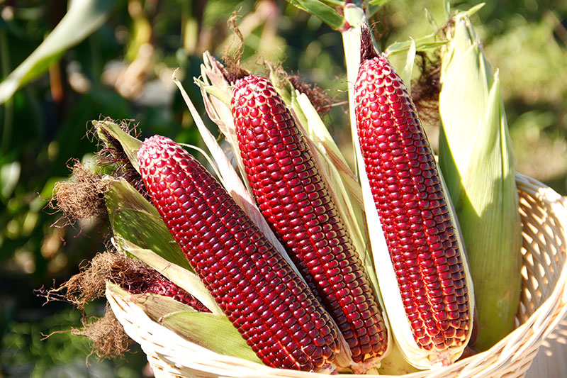 ・大和ルージュ®️