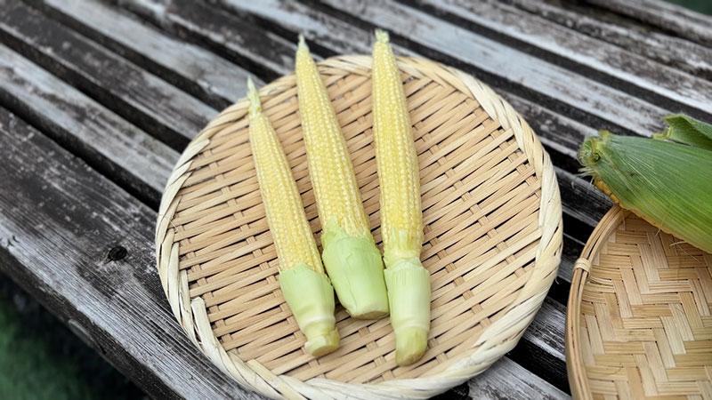 ・富士信玄 ヤングコーンふじひめ