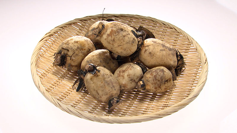 ■大口れんこん（新潟県長岡市）