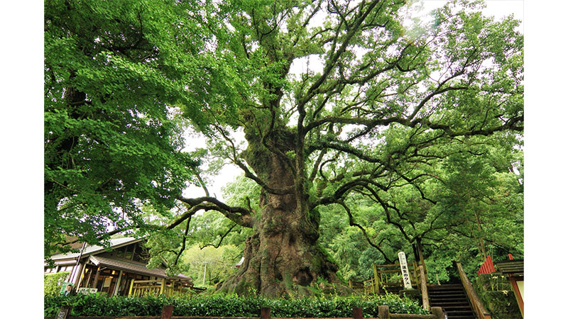 ▼紹介した巨木<br><br>蒲生の大楠（鹿児島県）