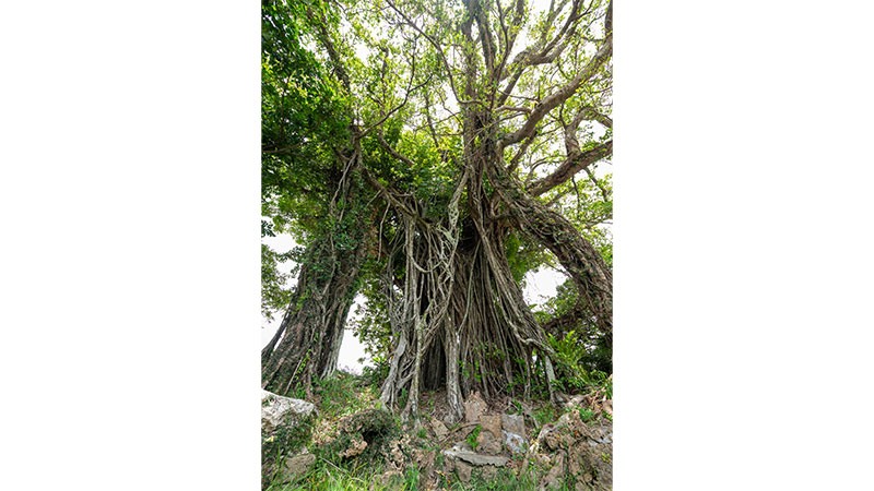 当銘のガジュマル（沖縄県）