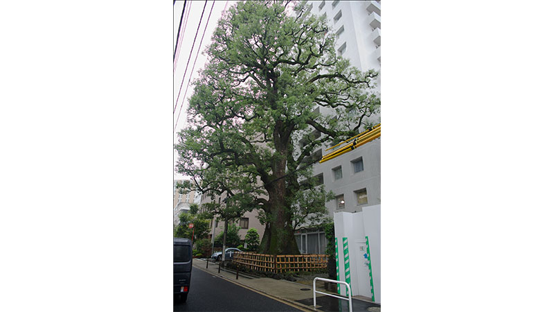 本郷弓町のクス（東京都）