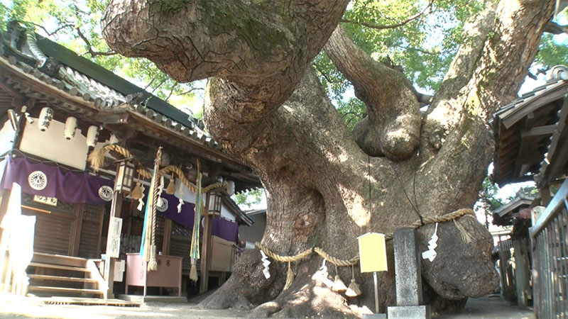 三島神社の薫蓋樟（大阪府）