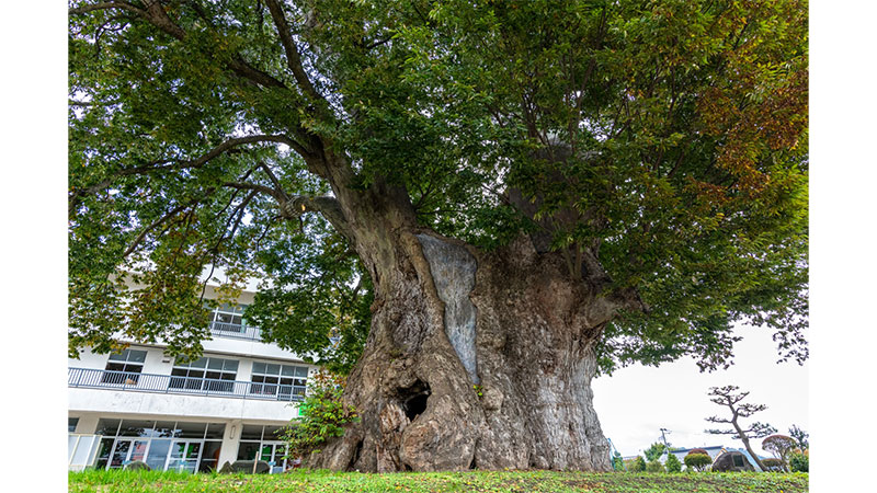 東根の大ケヤキ（山形県）