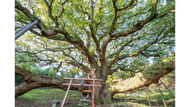 志々島の大くす（香川県）