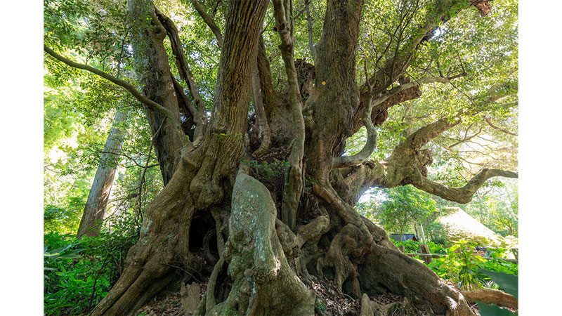 安久山の大シイ（千葉県）