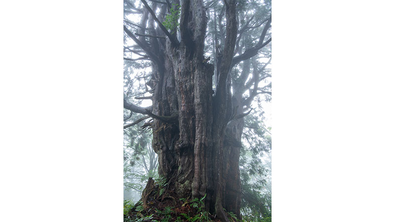 幻の大杉（富山県）