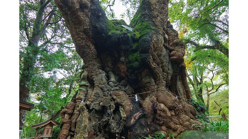 来の宮の大樟（静岡県）