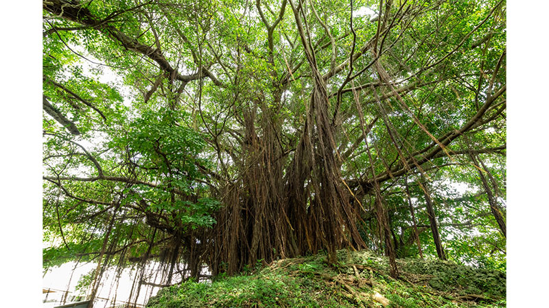世名城のガジュマル（沖縄県）