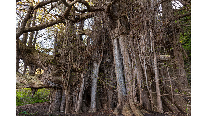 北金ケ沢のイチョウ（青森県）