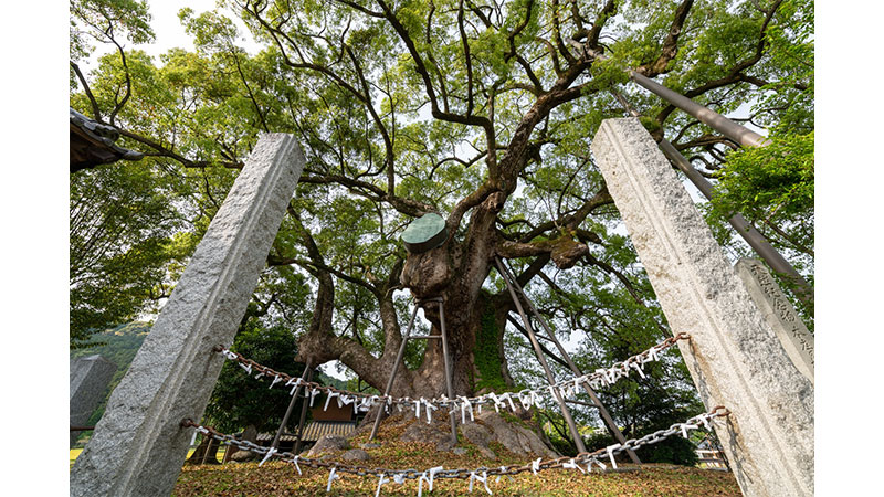 本庄の大楠（福岡県）