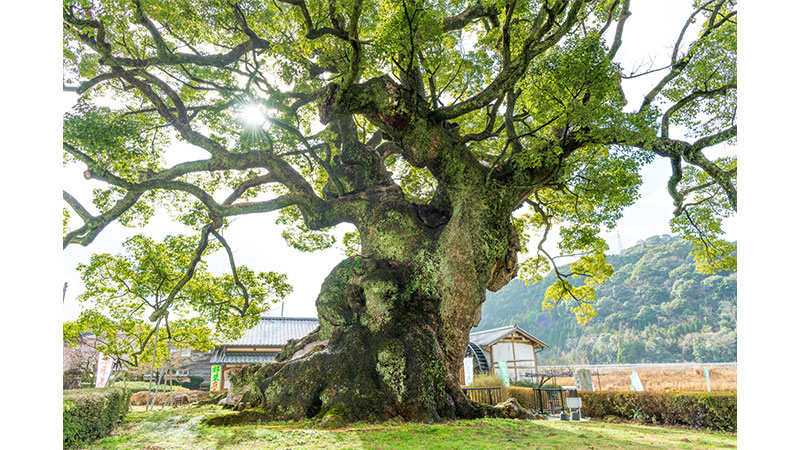 川古の大楠（佐賀県）