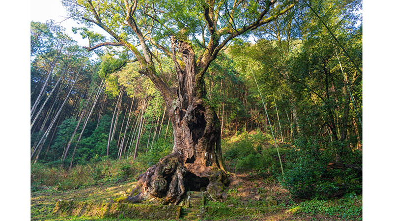 武雄の大楠（佐賀県）