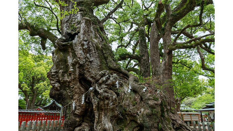 蚊田の森（福岡県）