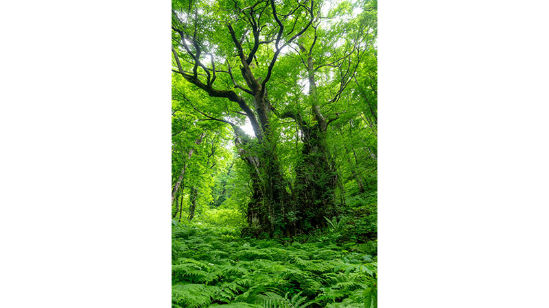 権現山の大カツラ（山形県）