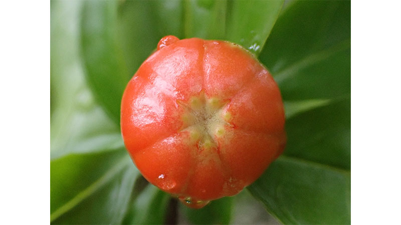 ■ザクロのつぼみ