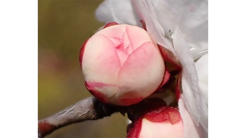 ■思いのままのつぼみ