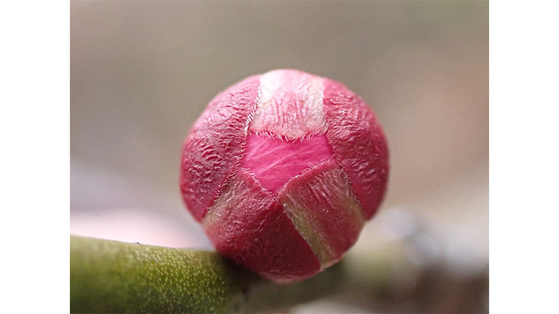 ■道知辺のつぼみ