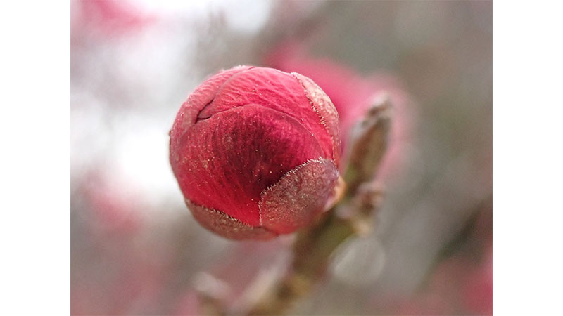 ■鹿児島紅のつぼみ