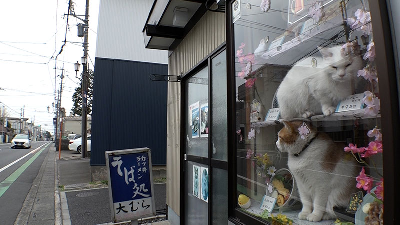 風景込みで可愛い看板猫がいるお店<br>■そば処 大むら