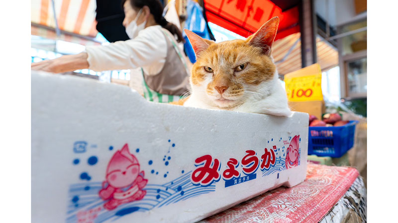 ■喜久屋青果店