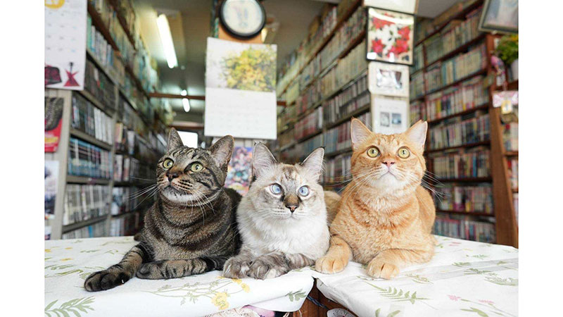 お店を救ったリアル招き猫<br> ■貸本輝らら