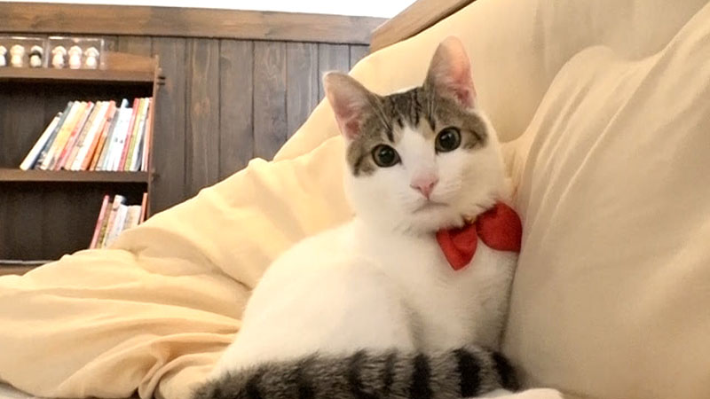 究極の看板猫スポット 温泉旅館<br> ■かんなわ ゆの香／鉄輪温泉