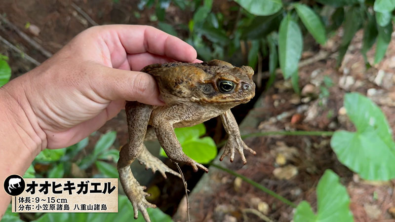 オオヒキガエル