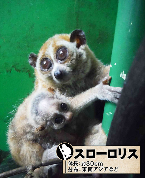 スローロリス