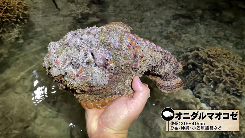 オニダルマオコゼ