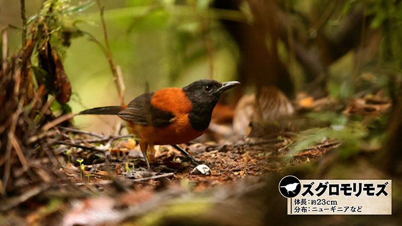 ズグロモリモズ