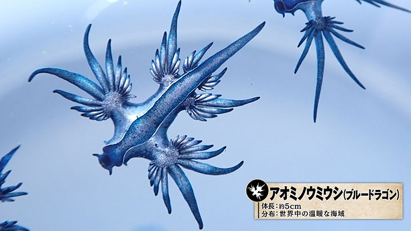 アオミノウミウシ