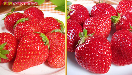 ★栃木県vs福岡県 地元のイチゴを見抜けるのはどっち？